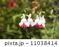 チェリーセージ 11038414