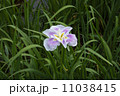 はなしょうぶ 11038415