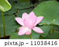 大賀ハス 11038416