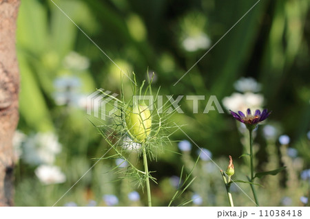 ニゲラ クロタネソウ ニゲラ クロタネソウ 11038418