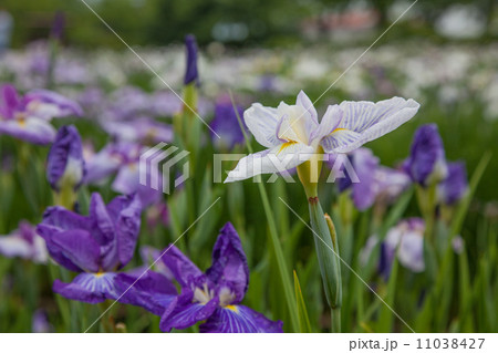 花菖蒲 花菖蒲 11038427