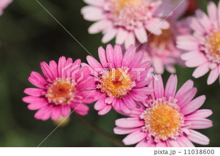 ガーベラ 11038600