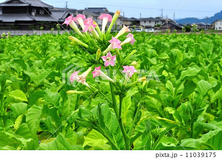 タバコの花 タバコの花 11039175