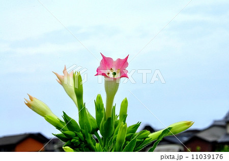 タバコの花 タバコの花 11039176
