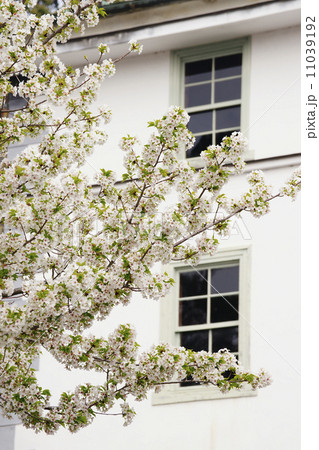 大島桜 大島桜 11039192