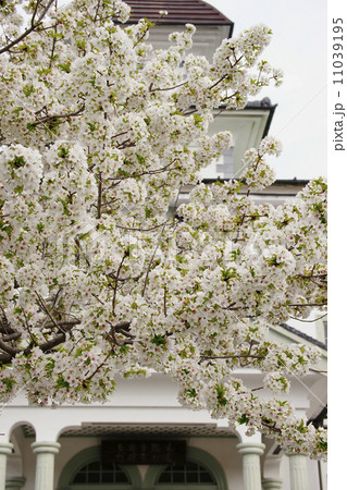 大島桜 11039195