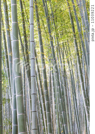 竹の林 11039221