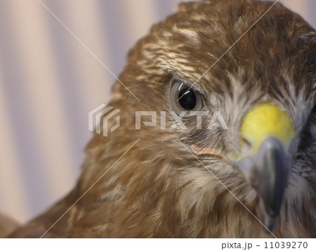 鷹の顔の写真素材