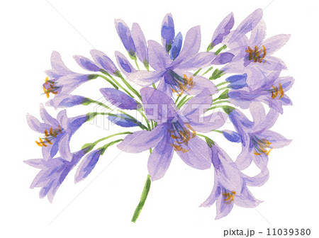 agapanthus14622pix1 11039380