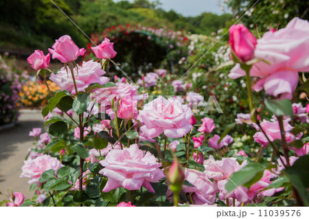 バラの花 バラの花 11039576