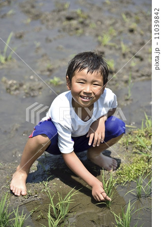 水田 水田 11039842