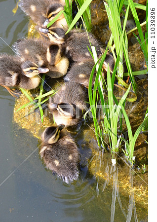 カルガモのヒナ達がお休み中 11039896