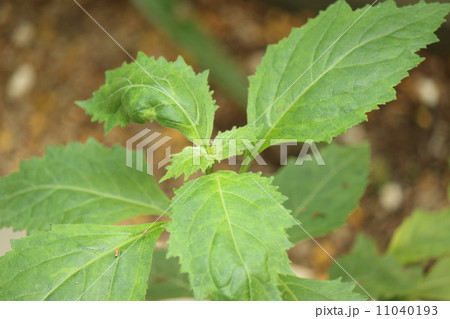 パチュリ 11040193