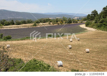 農家のラベンダー畑 11040404