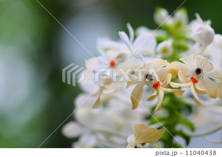 絶滅危惧植物 ツルラン(絶滅危惧II類(VU)) 絶滅危惧植物 ツルラン(絶滅危惧II類(VU)) 11040438