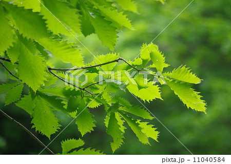 ミズナラ若葉 11040584