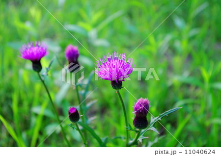 ノアザミ ノアザミ 11040624