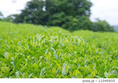 茶畑 茶畑 11040650