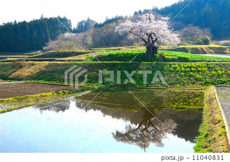 小沢の桜 小沢の桜 11040831
