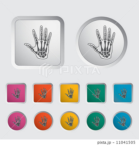 Anatomy hand 11041505