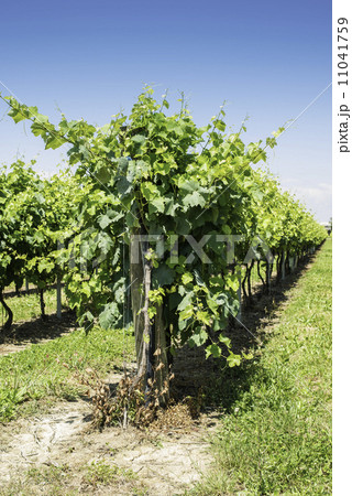 Green Vineyards 11041759