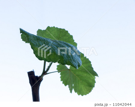 Leaf background. 11042044