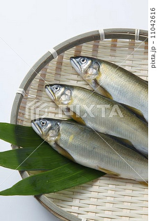 天然アユ 11042616