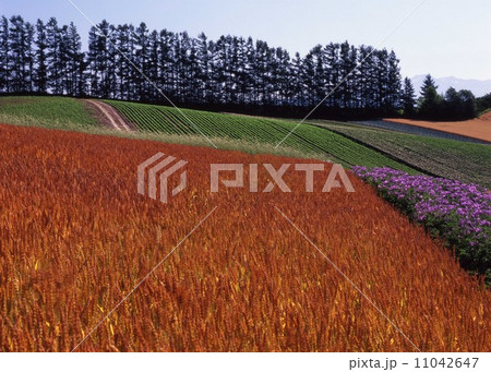 赤麦の里 11042647