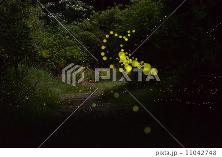 ホタルの光に導かれ 11042748