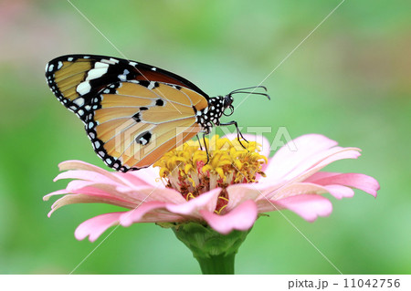 butterfly 11042756