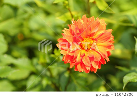 ダリアの花 ダリアの花 11042800