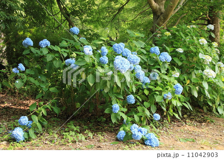 アジサイの花 アジサイの花 11042903
