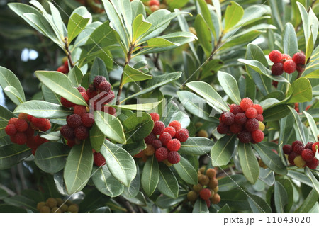 自然 植物 ヤマモモの実、この位色付けばそのまま食べられます 自然 植物 ヤマモモの実、この位色付けばそのまま食べられます 11043020