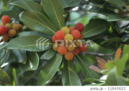 自然 植物 ヤマモモ、花は地味ですが果実はカラフル、しかも美味しい 自然 植物 ヤマモモ、花は地味ですが果実はカラフル、しかも美味しい 11043022