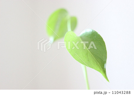 モンステラの幼葉 11043288