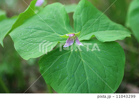 エンレイソウ 11043299