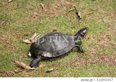 ミシシッピーアカミミガメ ミシシッピーアカミミガメ 11043357