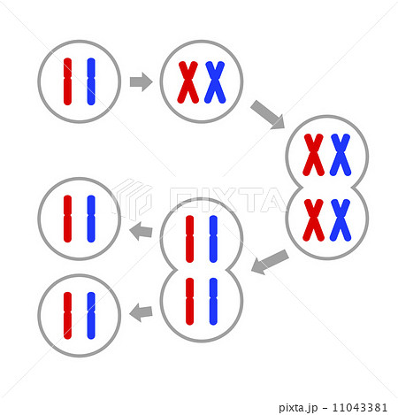 細胞分裂のイラスト素材