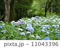 青のあじさいたち 11043396