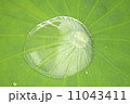 ハスの水玉 11043411