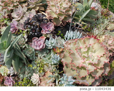 多肉植物アレンジ 11043436
