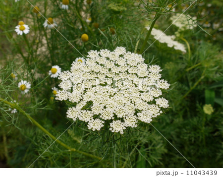 レースフラワー レースフラワー 11043439