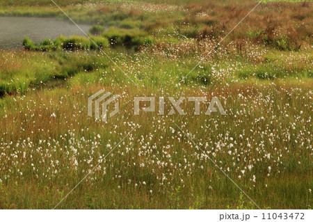 草津白根山 弓池園地のワタスゲ 草津白根山 弓池園地のワタスゲ 11043472