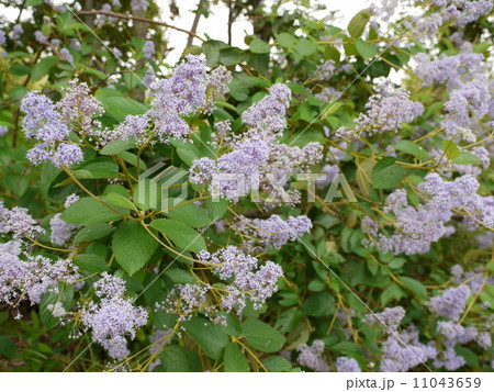 カルフォルニアライラック 11043659