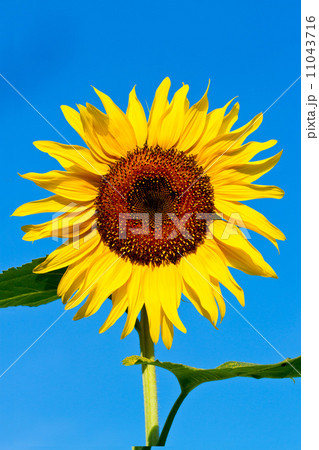 ひまわりと青空 11043716