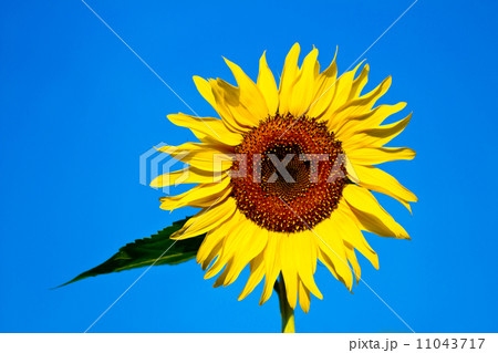 ひまわりと青空 11043717
