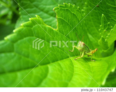 紫陽花の葉に可愛いバッタのこどもの写真素材