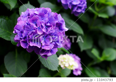 あじさい 11043793