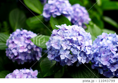あじさい 11043799