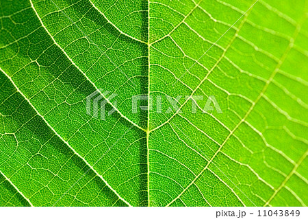 菩提樹の若葉 菩提樹の若葉 11043849
